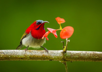 Crimson Sunbird
