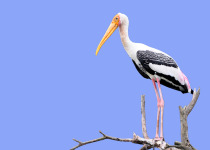 Painted Stork