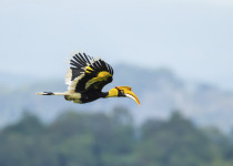 Great Hornbill in flight