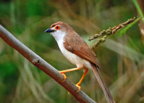 Colorful Yellow-eyed Babbler bird (Chrysomma sinense), standing on a branch, side profile