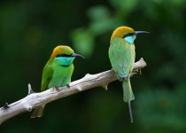 Green Bee-eater