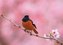 Daurian Redstart
