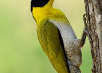 Black-headed Woodpecker