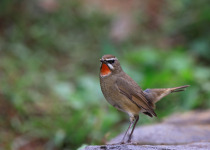 Siberian Rubythroat