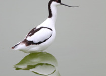 Pied Avocet