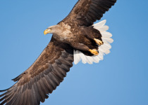White-tailed Eagle