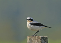 Northern Wheatear