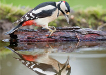 Great Spotted Woodpecker