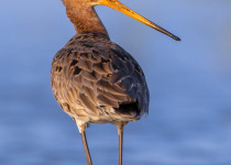 Black-tailed Godwit