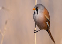 Bearded Tit