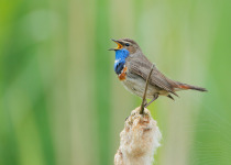 Bluethroat (Luscinia svecica) singing in reed, The Netherlands