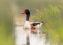 Common Shelduck
