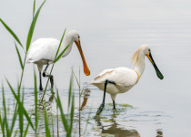 Eurasian Spoonbill