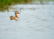 Garganey