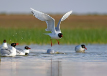 Mediterranean Gull