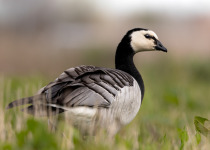 Barnacle Goose