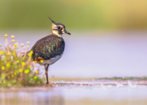 Female Northern lapwing