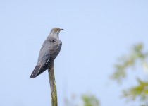 Common Cuckoo