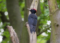 Black Woodpecker