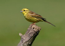 Yellowhammer