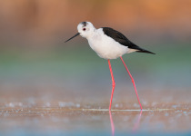 Black-winged Stilt