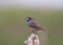 Bluethroat
