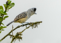 chapmans-antshrike.jpg