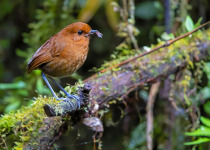 chestnut-antpitta.jpg