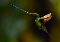 sword-billed-hummingbird.jpg