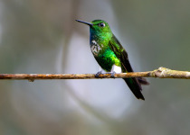 emerald-bellied-puffleg.jpg