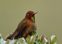 coppery-metaltail.jpg