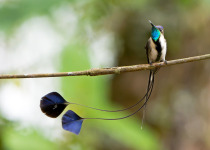 marvelous-spatuletail.jpg