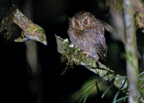 long-whiskered-owlet.jpg