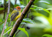 lulus-tody-flycatcher.jpg