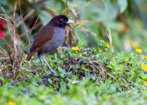 pale-billed-antpitta.jpg