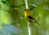 yellow-throated-spadebill.jpg