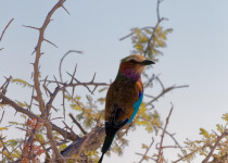 lilac-breasted-roller-acacia-thorn-bush_1048944-5082827.jpg