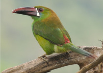 crimson-rumped-toucanet.jpg