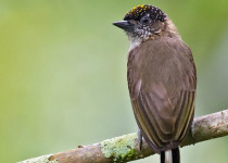 grayish-piculet.jpg