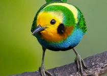 multicolored-tanager.jpg