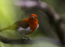 scarlet-and-white-tanager.jpg