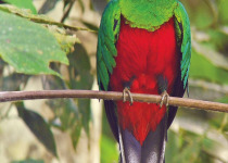 Crested-quetzal.jpg