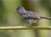 bar-crested-antshrike.jpg