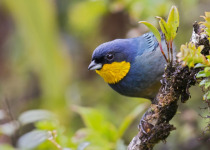 purplish-mantled-tanager.jpg