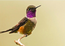purple-thorated-woodstar.jpg