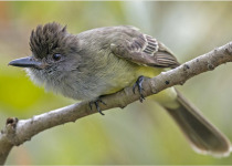 apical-flycatcher.jpg