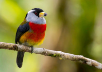 tucan-barbet.jpg