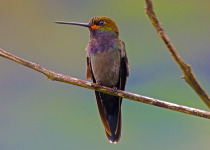 rufous-gaped-hillstar.jpg
