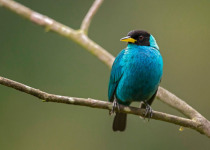 colombia-birding-tours-green-honeycreeper.jpg