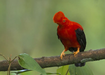 colombia-bird-photography-tours-andean-cock-of-the-rock.jpg